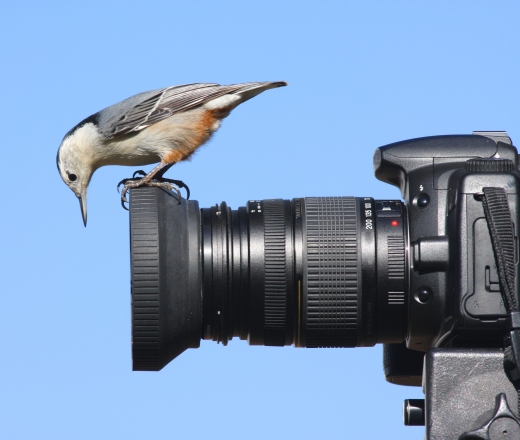 a bird perched on top of a camera lense