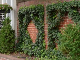 A Brick Wall With Plants Growing On It